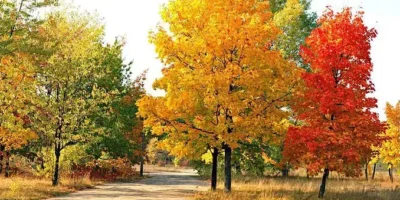 Transformative Healing Process