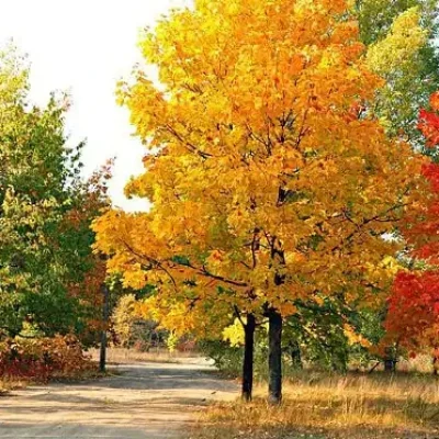 Transformative Healing Process